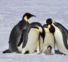 حقایق جالب در مورد پنگوئن ها