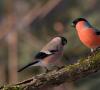 Hýľ: vzhľad vtákov a ich rod, či už ide o sťahovavé alebo sedavé Hýly