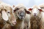 Mantenimiento de ovejas Prekos
