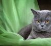گربه اسکاتلندی فولد: شخصیت، توصیف نژاد، چه چیزی برای تغذیه