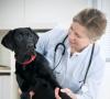 Hlavné príznaky a liečba pyometry u psov
