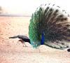 طاووس مرغ زیبایی است