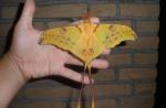 Velero de cola de golondrina: nuestra mariposa más hermosa y su oruga Incluso las mariposas pueden ser monarcas