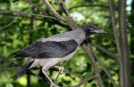 Kŕmenie čiernych rýchlych kurčiat (Apus apus) Ako chovať malé rýchle vtáky