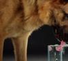 สุนัขดื่มน้ำมากและปัสสาวะ: สาเหตุ