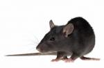La rata más grande del mundo: descripción, características y datos interesantes.
