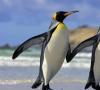 นกเพนกวิน นกเพนกวินมีกระดูกงูหรือไม่?