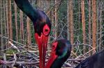 Cámaras web en vivo en Europa: pájaros Cámara web pájaros en un nido de cigüeñas