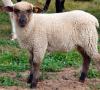 گوسفند شیری گوسفند چگونه است؟