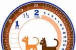 گربه های سیامی چند سال می توانند در خانه زندگی کنند؟