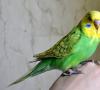 Choroby papużek falistych: objawy, pielęgnacja i leczenie