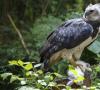 Juhoamerická harpya: opis dravého vtáka, zaujímavé fakty
