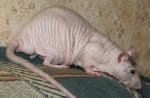 Niezwykłe zwierzęta - bezwłose szczury Bezwłose szczury
