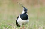 Avefría o pigalitsa - Vanellus vanellus: descripción e imágenes del pájaro, su nido, huevos y grabaciones de voz