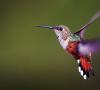 Kolibrík - správa o kolibríkoch zaujímavosti pre deti