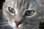 جالب ترین نام های مستعار برای گربه ها