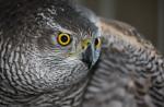 Sparrowhawk یا شاهین کوچک - Accipiter nisus: توضیحات و تصاویر پرنده، لانه، تخم‌ها و صدای ضبط شده