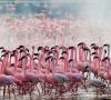 ​50 интересных и любопытных фактов о фламинго