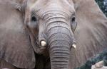 Słoń - dobroduszny gigantyczny słoń, w którym żyje i co je