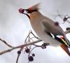 Un milagro asombroso: el pájaro Waxwing Donde vive el pájaro Waxwing