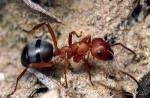 Ako sa faraónske mravce rozmnožujú, kráľovná