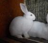 Conejos de apareamiento: todos los más valiosos e interesantes.