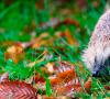Hedgehog - คำอธิบาย, สายพันธุ์, ที่เขาอาศัยอยู่, สิ่งที่เขากิน, การสืบพันธุ์, ภาพถ่าย
