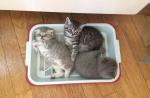 یک توده کوچک در خانه: چگونه یک بچه گربه را به جعبه زباله عادت دهیم چند دلیل برای امتناع از جعبه زباله