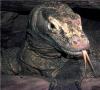 Cómo caza el lagarto monitor.  Dragon de Komodo.  Estilo de vida y hábitat del dragón de Komodo.  ¿Qué comen los lagartos de Komodo?