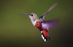 Kolibrík - správa hlásenie Kolibrík zaujímavosti pre deti