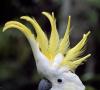 Kakadu domáci.  Biely papagáj kakadu.  Životný štýl a prostredie kakadu bieleho.  Roztiahnite krídla a natiahnite svaly