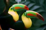 Fyzika vo svete zvierat: Tukan a jeho zobák Prečo má tukan taký nádherný zobák