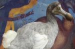 Dodo arba dodo paukštis: aprašymas ir įdomūs faktai Įdomūs faktai apie paukštį
