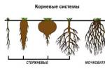 La función de la raíz de la raíz es la absorción de agua del suelo.