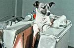 Wystrzelenie pierwszego na świecie biologicznego satelity z psem Łajka na pokładzie Pies Łajka, który poleciał w kosmos