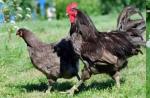 Jerseyské obrie kurčatá: vtáky neuveriteľnej veľkosti