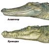 Kto je väčší: aligátor alebo krokodíl?