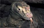 Cómo caza el lagarto monitor.  Dragon de Komodo.  Estilo de vida y hábitat del dragón de Komodo.  ¿Qué comen los lagartos de Komodo?