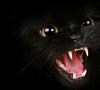 К чему снится взрослая черная кошка?
