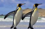 นกเพนกวิน นกเพนกวินมีกระดูกงูหรือไม่