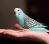 Adaptacja, udomowienie i tresura papug