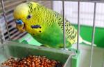 Jak długo papużki faliste żyją w niewoli i jakie czynniki wpływają na długość ich życia