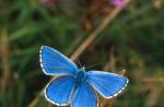 Mariposa arándano - descripción, hábitat, especies