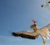 Pelikán: životný štýl, biotop, kam pelikán umiestňuje ryby - je to sťahovavý vták alebo nie?