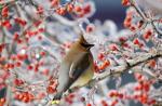 در مورد پرندگان زمستانی صحبت کنید
