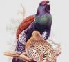 Ptak głuszec: opis ze zdjęciami, zdjęciami i filmami, ciekawostki, dlaczego głuszec ma swoją nazwę