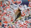 در مورد پرندگان زمستان گذران صحبت کنید