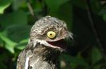 Lelek lelek olbrzymi - ptak z Ameryki Południowej Lelek olbrzymi szary, dlaczego tak się nazywa