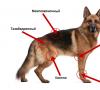 آرتریت در سگ ها و سایر بیماری های مفصلی: علائم و درمان