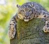 Leopard snežný alebo leopard (Uncia uncia) Ing